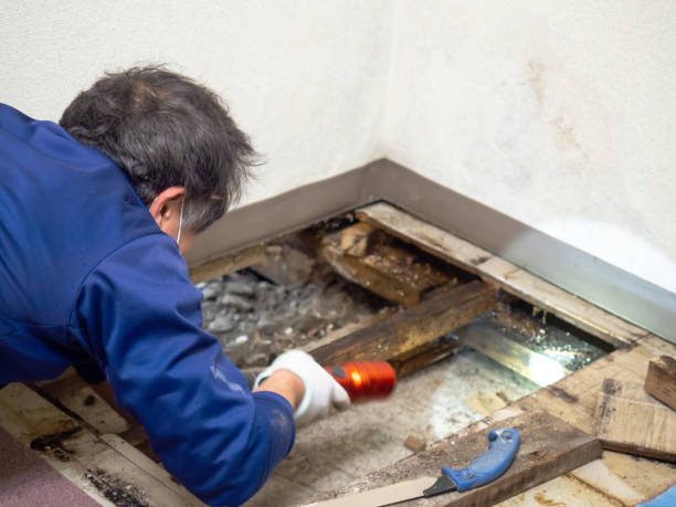 Mold Removal Process in On Top Of The World Designated Place, FL