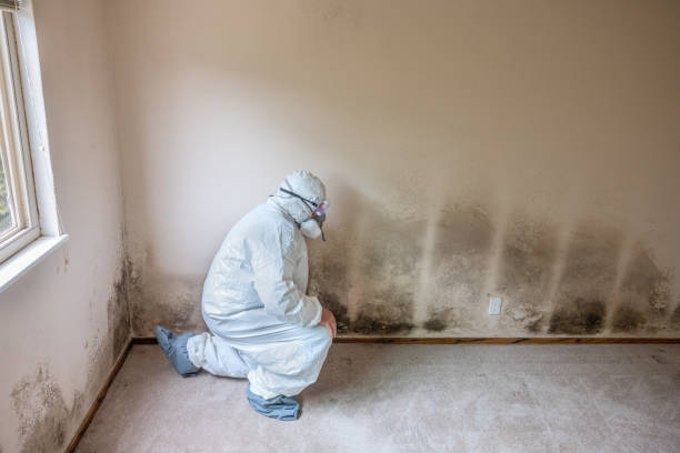 Best Toxic Mold Removal  in On Top Of The World Designated Place, FL